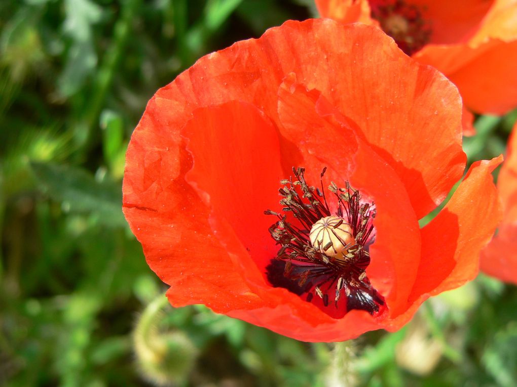 La flore du Mercantour