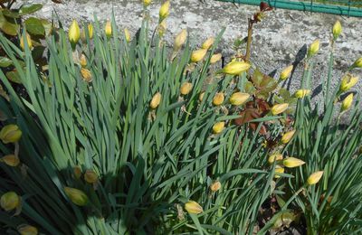 Fiori del mio giargino