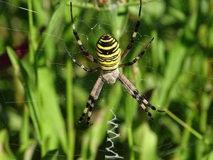 L’Argiope frelon, côté pile et côté face... Photos : JLS (Cliquez pour agrandir)