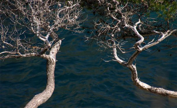 <span style="FONT-WEIGHT: bold">Les calanques marseillaises</span> (Sormiou, Morgiou et Méjean) au printemps.