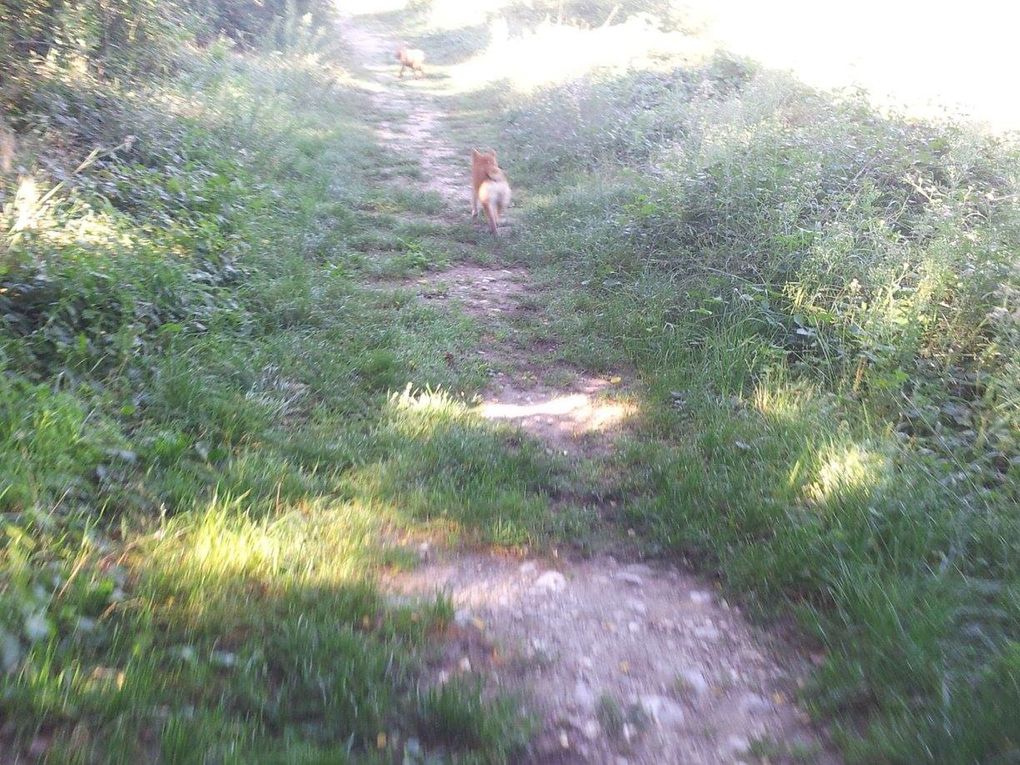 Quelques photos des sorties que nous avons faite. Chaque sortie est classée par date, avec les noms de chaque chien présents.