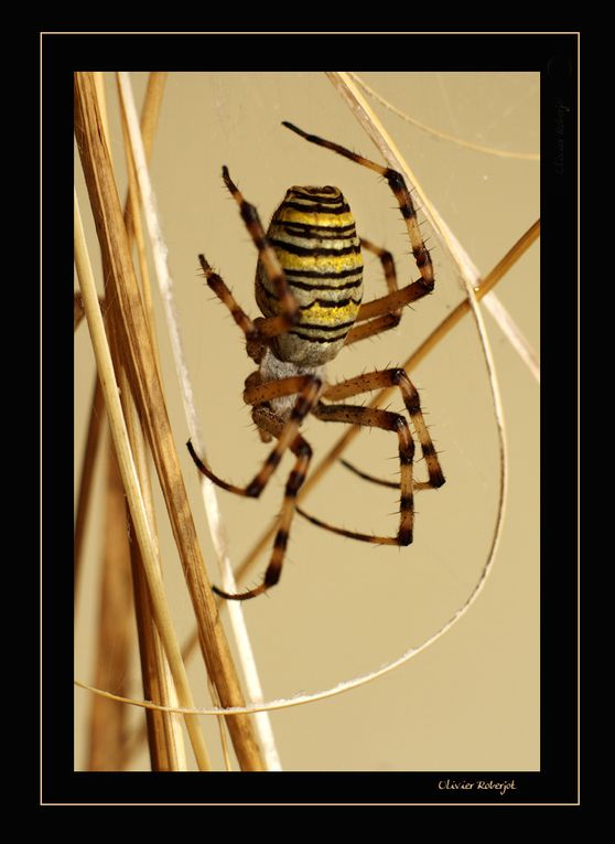 Quelques Photos d'arachnides...bon, ok, une araignée, c'est pas beau mais regardez celle là: Epeire Fasciée