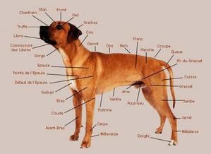 Anatomie du chien, toute mes connaissances