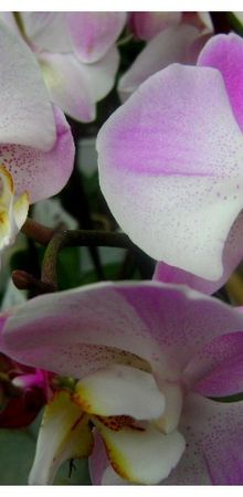 orchidée