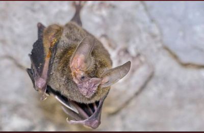 Différences mâles femelles chez les  chauves-souris : leur odeur