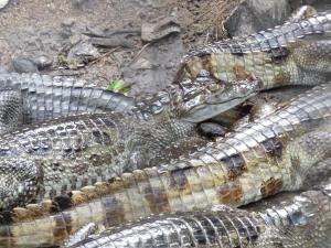 Voici quelques animaux que l'on peut voir ici en Guyane ! Autant que possible, je vous ai mis les noms. Rendez-vous ici pour les voir ensemble ;)