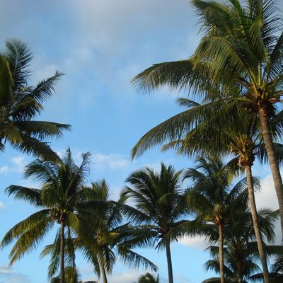 Les carnets de route du margouillat