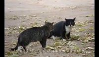 Deux chats se disputent + le chien attaqué par un lion + compilation