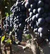#Negroamaro   Producers Australia Vineyards 