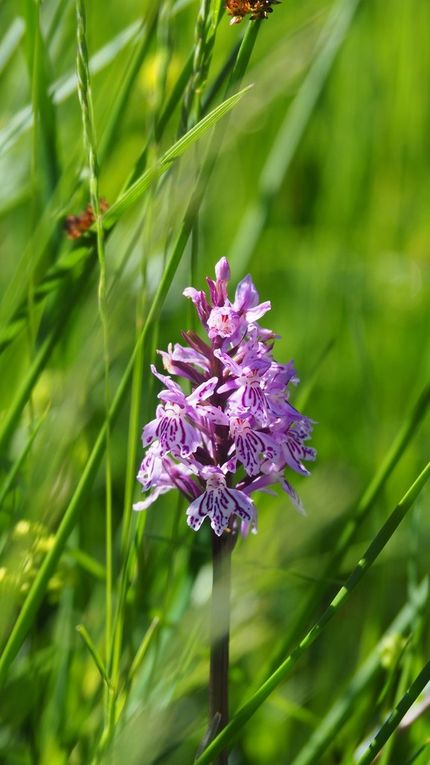 Orchidées et linaigrette