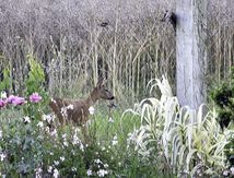 Il y a quelques soirs que je l'entendais pas loin derrière la maison, et hier soir, elle est venue faire son petit tour le long de notre grillage à moins de 10 mètres de la maison; comme je ne m'y attendais pas , je n'avais pas , bien sur , prévu l'objectif adéquat, et j'ai composé avec les moyens du bord....