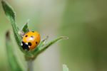 Coccinelle de nos prairies