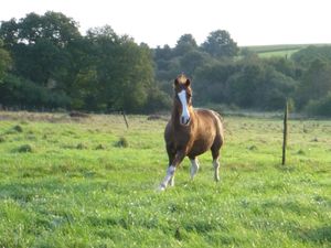 préparer son cheval à l'hiver