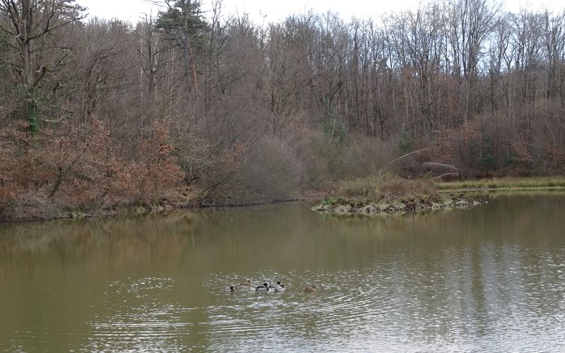 BOIS DE LA FOUILLOUSE