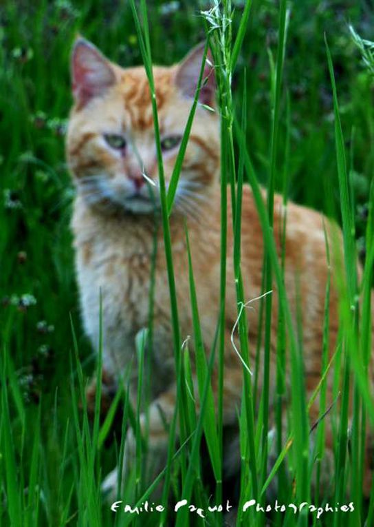 Photographies animalières...........