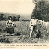 La moisson à la main et le battage au Fléau - L'Auvergne Vue par Papou Poustache