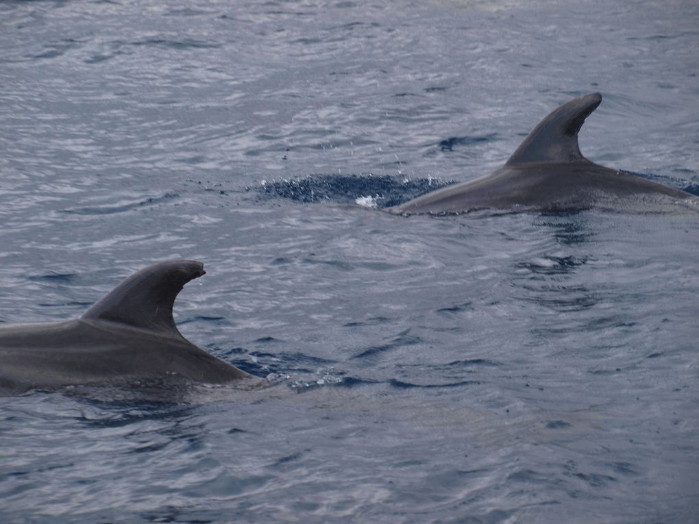 Grands dauphins
(Tursiops truncatus)
Population residente 
Tenerife, Canaries.