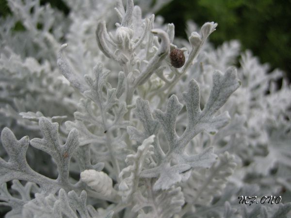 Divers aspects de la flore japonaise, qui est tr&egrave;s riche et vari&eacute;e&hellip;