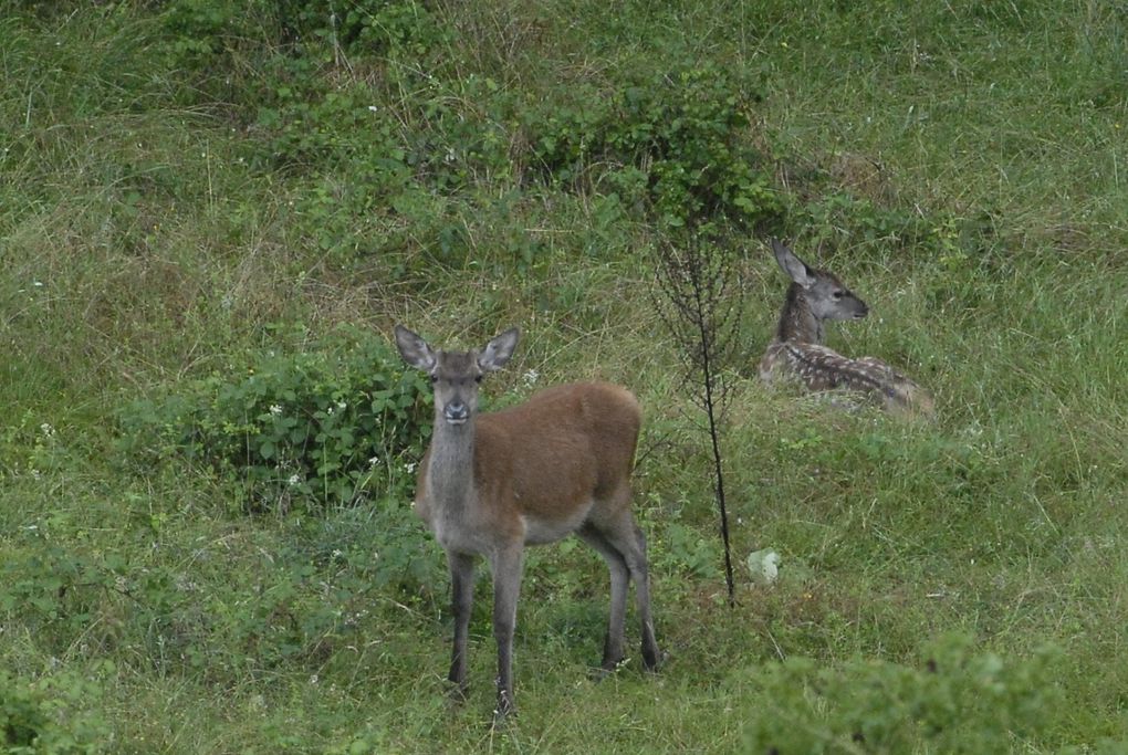 femmina, Riserva Naturale Acquerino-Cantagallo