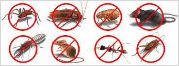 Get the Best pest removal service for Ehrlich Pest Control