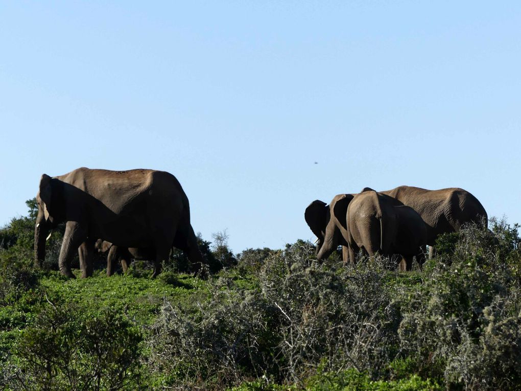 Afrique du Sud, Port Elisabeth