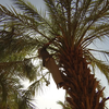 Ba Bihi, «L’homme-palmier»