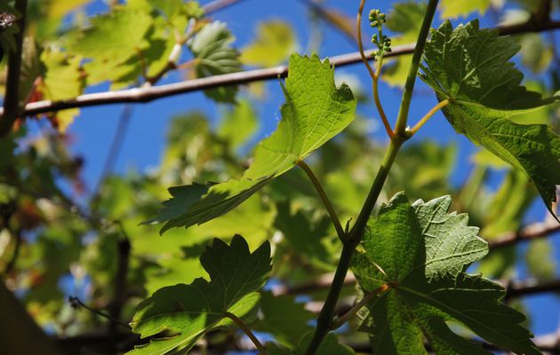 Petite vigne deviendra grande...