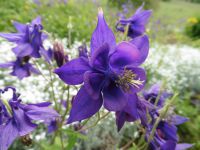 En chemin, des ancolies des Alpes, des sabots de Vénus et un papillon dans un champ de fleurs.