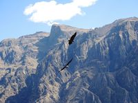 Et puis mémère s'envola, oui, ce n'était pas pépère, suivie de quelques copines. Somptueux vols, sans un mouvement d'ailes, en planant sur les courants aériens, juste devant ou au dessus de nous