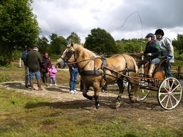 Mes photos d'attelage, de Calif, Miss, Marquis...