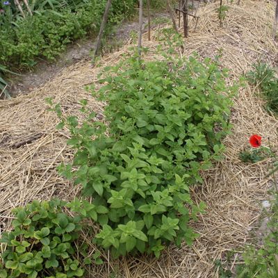 Projet de jardin partagé entre Le Puy Sainte Réparade et Saint Canadet