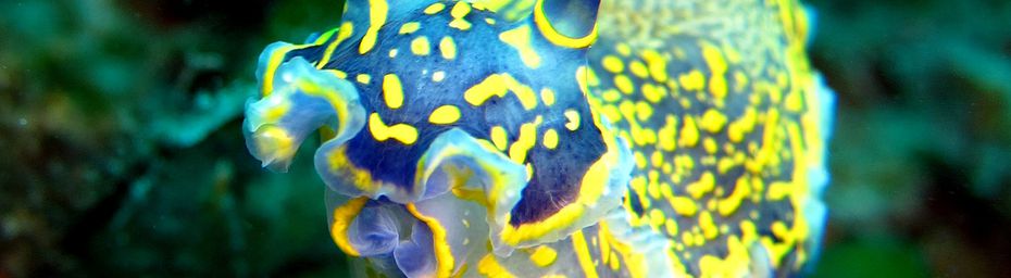 Nudibranche Doridien : Doris géant (Hypselodoris picta picta)