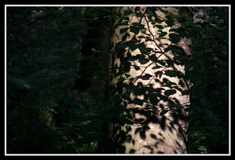 La forêt d'Eawy (Pays de Bray entre Rouen et Dieppe), un soir d'été... Le soleil est déjà bien bas et les ombres tatouent les arbres.