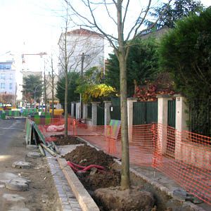 Premiers arbres plantés avenue Gilles