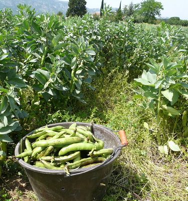 Salade tiède de fèves
