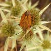 Carpocoris mediterraneus atlanticus