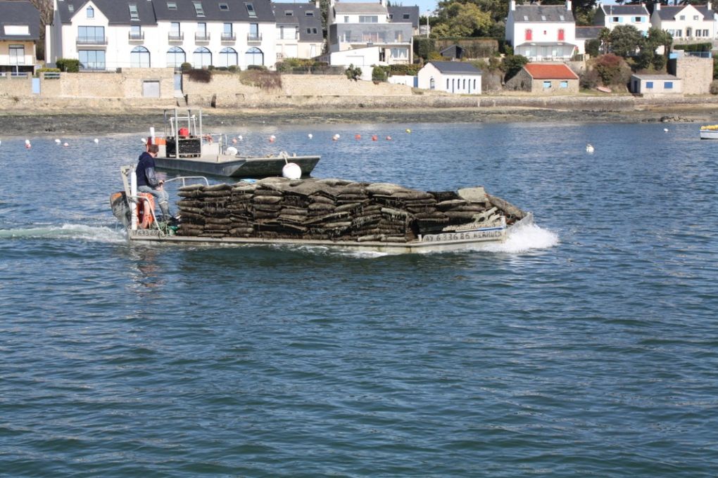 Photos du Tour du Golfe en bateau et de l'arrêt sur l'Ile aux Moines; lundi 15 mars 2010.