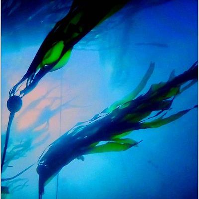 Fonds marins et poissons