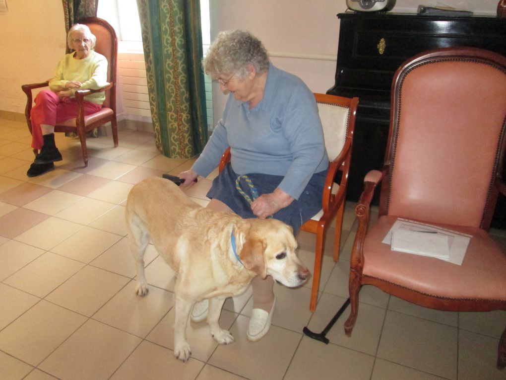 Les chiens d'éveil d'Anjou