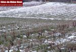 Vigne d'hiver... Gigondas sous la neige