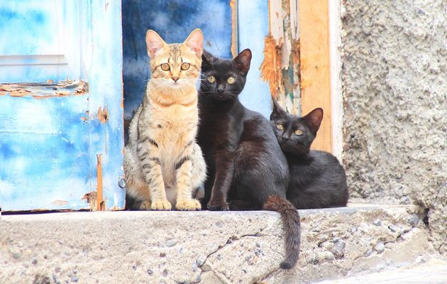 Les chats noirs : LA journée internationale