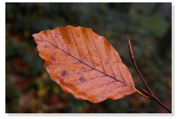 Les feuilles ...