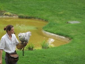 le spectacle des oiseaux