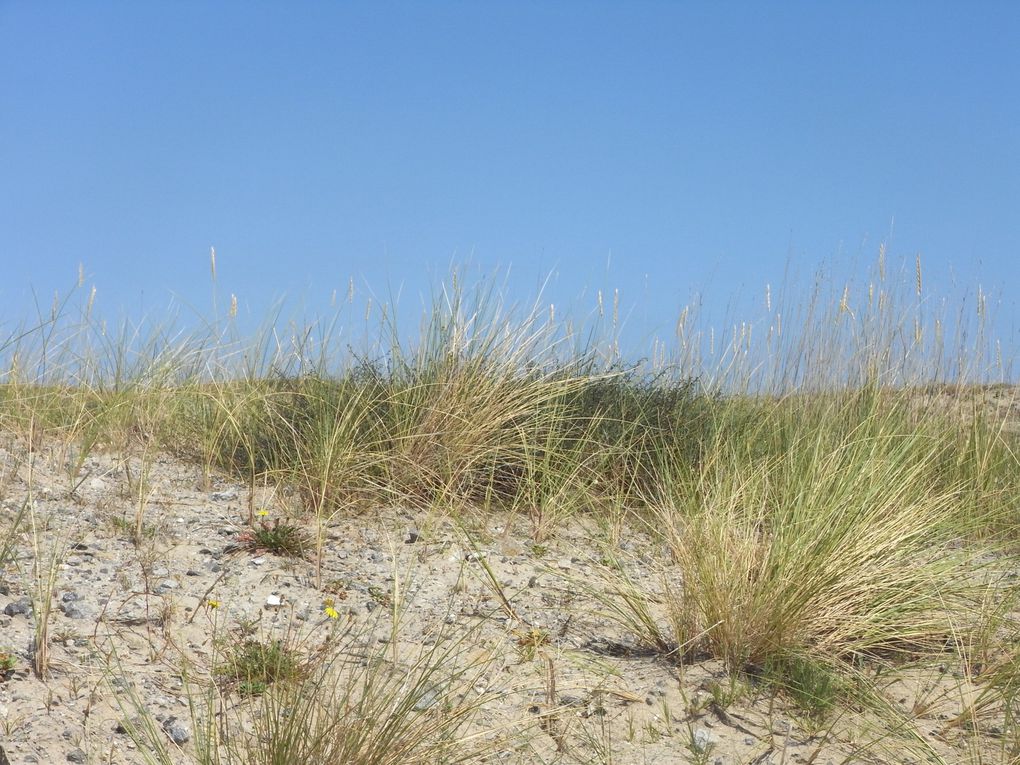 Album - Pen Bron, ses dunes et l'océan