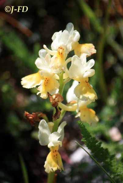 Orchis pauciflora