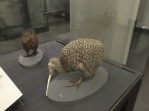 La partie liée à la faune avec le moa Géant, le kiwi, un manchot préhistorique presque aussi grand que moi, différents oiseaux en vol, un couple d'albatros royaux en pleine parade et un scolopendre que nous pouvons apprécier à Tahiti ! 