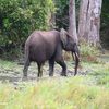 Un homme tué par un éléphant dans le sud-est du Gabon