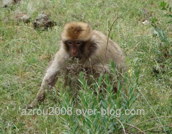 macaques de Barbarie (Macaca sylvanus) ou singe magot, dans une forêt de cèdres du moyen-Atlas marocain