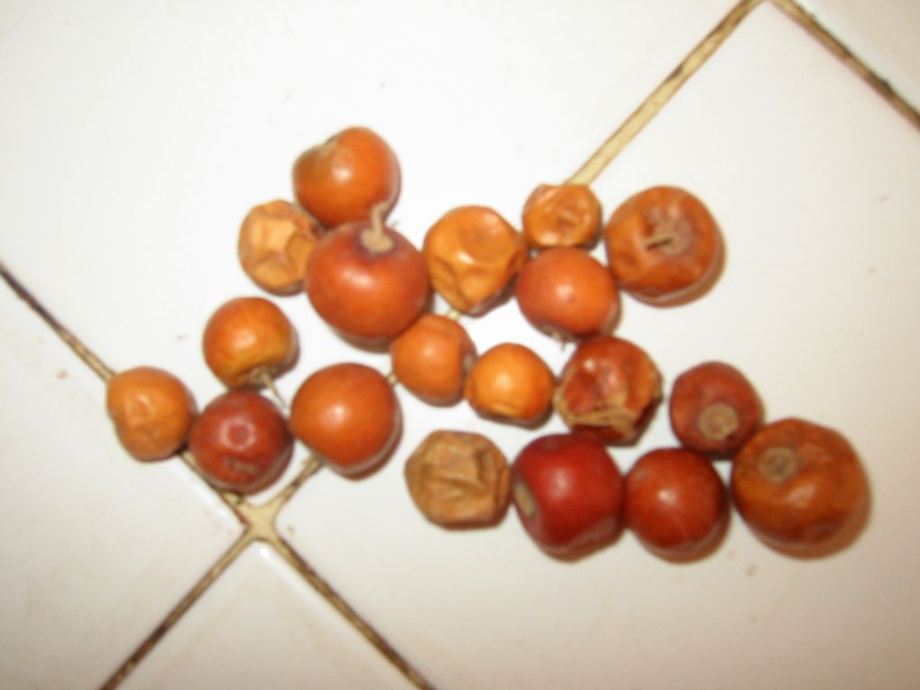 Fruits, flore du Sénégal et artisanat