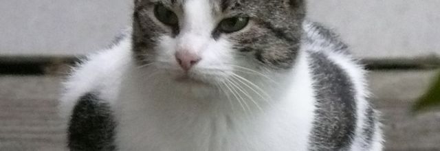 Le chat Beauté de Paul Guth